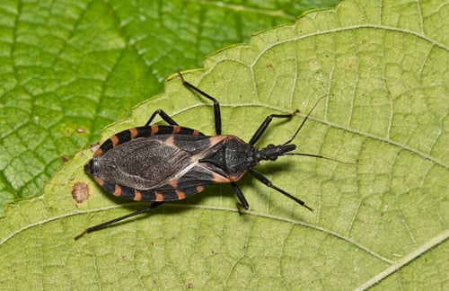 Chagas Disease
