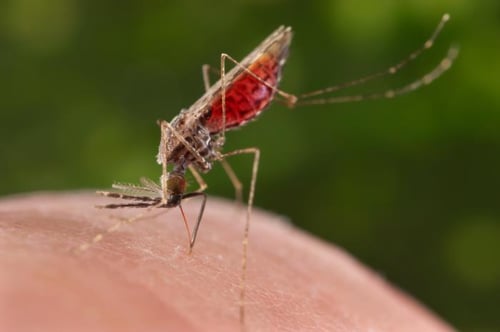 المَلاريا Malaria