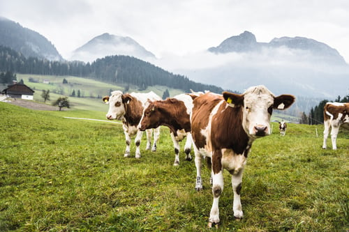 Foot-and-Mouth Disease in Animals