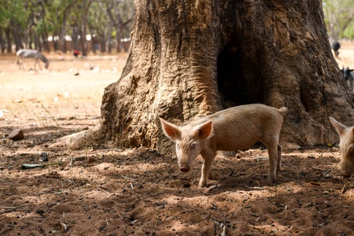 African Swine Fever (ASF)
