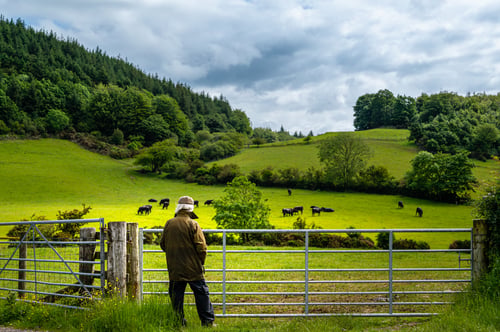 Bluetongue in Ruminants