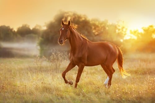 Asthma in Horses