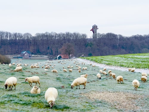 Contagious Footrot in Sheep