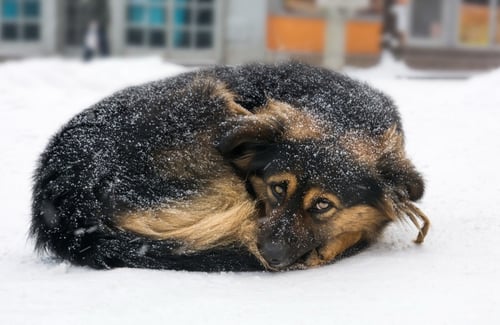 Emergency Care: Hypothermia in Pets