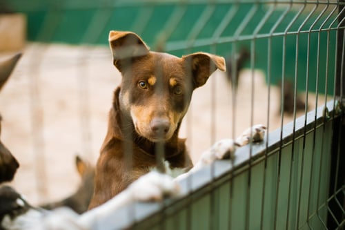 Kennel Cough