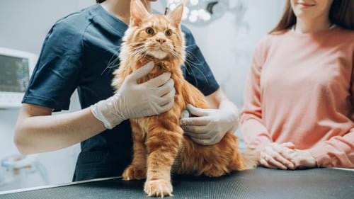 Osteoarthritis in Dogs and Cats