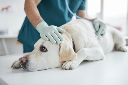 Lymphocytic, Histiocytic, and Related Cutaneous Tumors in Animals
