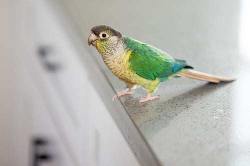 Household Hazards for Pet Birds