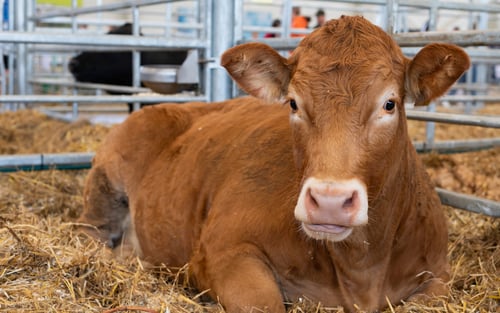 Pinkeye in Cattle and Small Ruminants