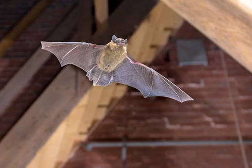 Rabies in Animals
