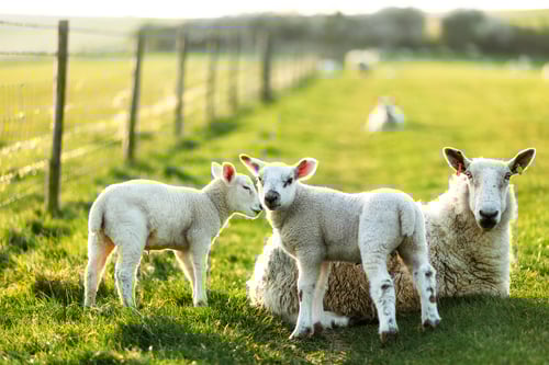 Reproductive Physiology of Sheep