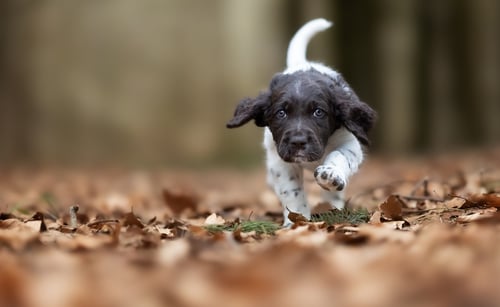 Ascáridos intestinales en pequeños animales