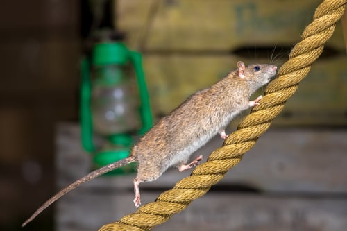 Hantavirus Infection