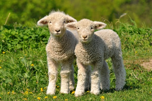 Rift Valley Fever in Animals
