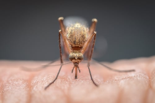 Infecção pelo vírus do Nilo Ocidental