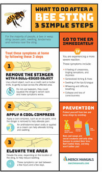 What to do After a Bee Sting