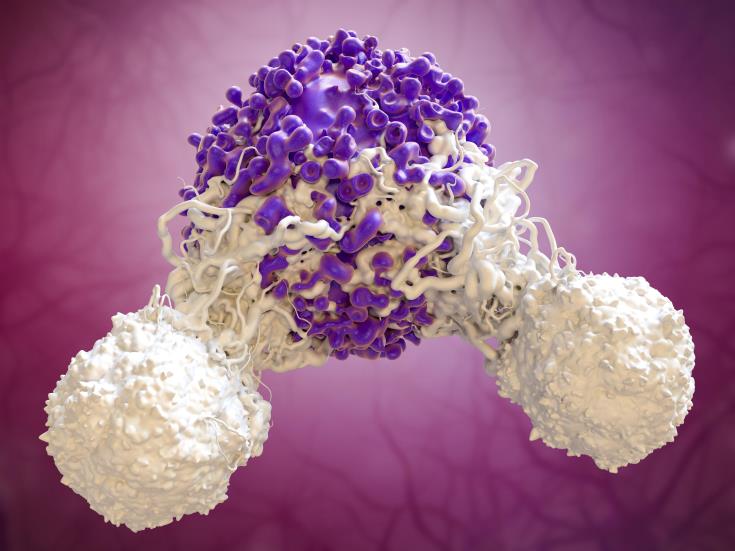 C0247504-T_cells_attacking_cancer_cell-SPL