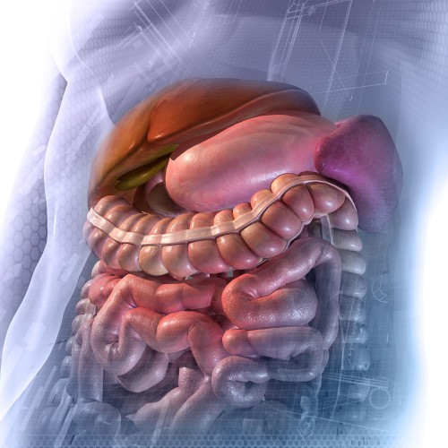 Troubles gastro-intestinaux Troubles gastro-intestinaux
