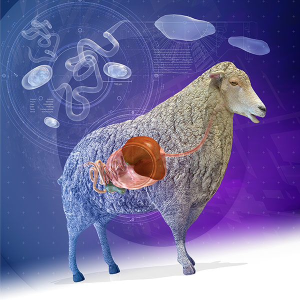 Audio - Merck Veterinary Manual