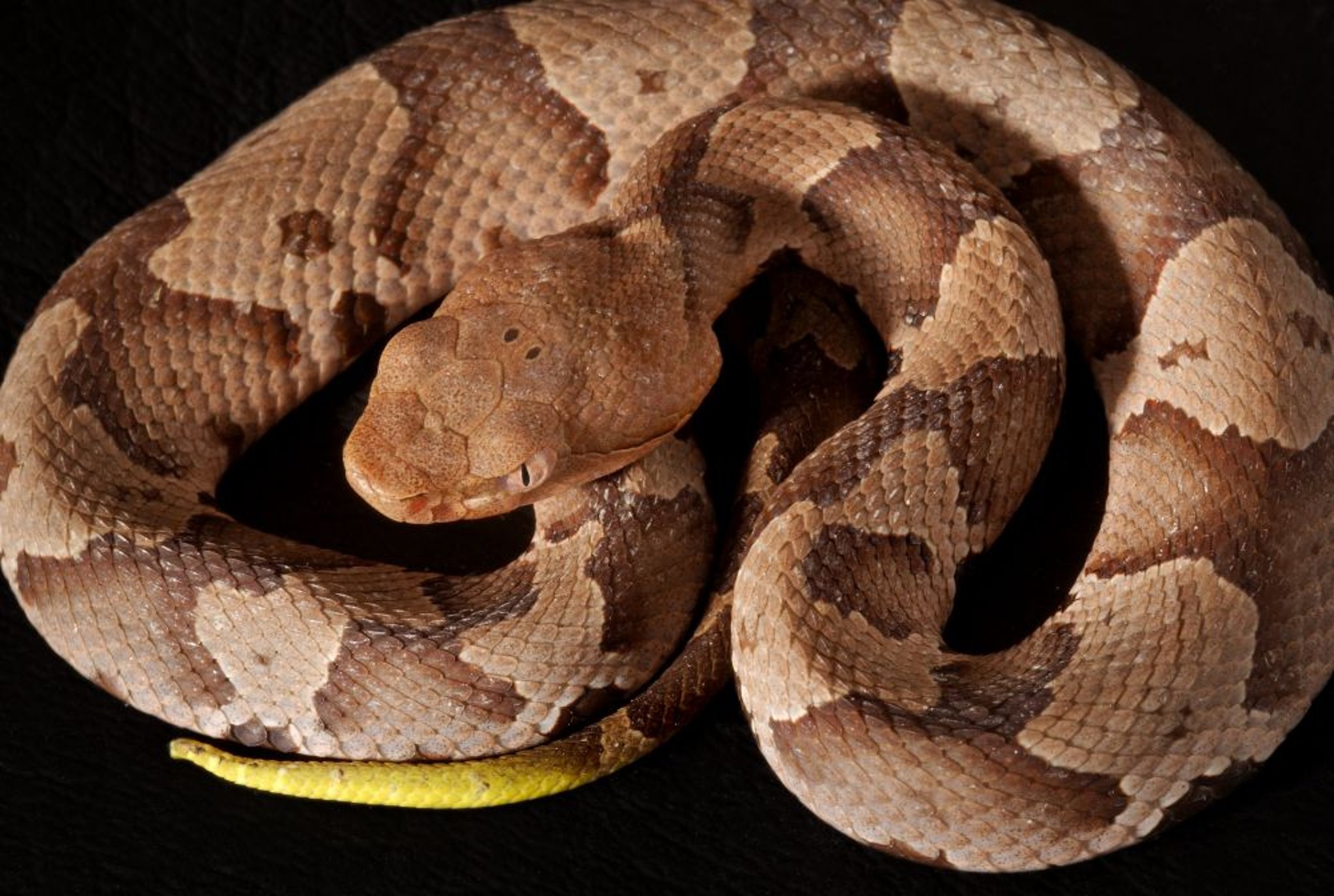 Mocassin à tête cuivrée ou Serpent cuivré (Copperhead, Agkistrodon contortrix)