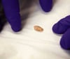 Single Maggot