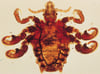 Pubic Louse (Close-Up)