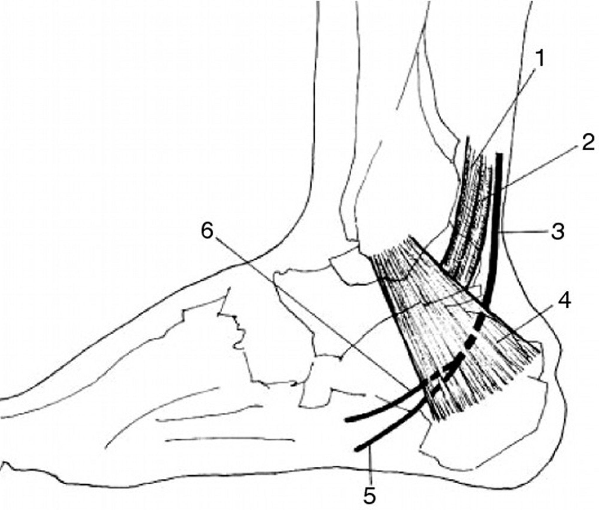 Medial and Lateral Plantar Nerve Anatomy