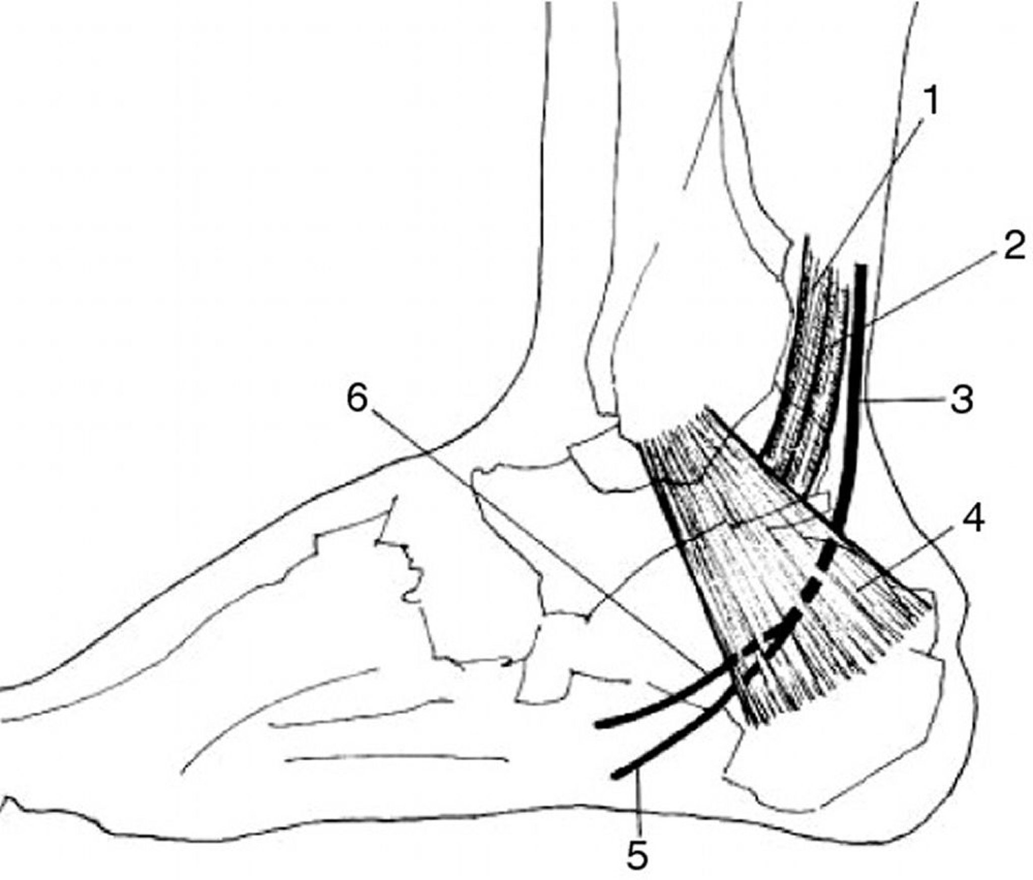 Anatomie des N. plantaris medialis und lateralis