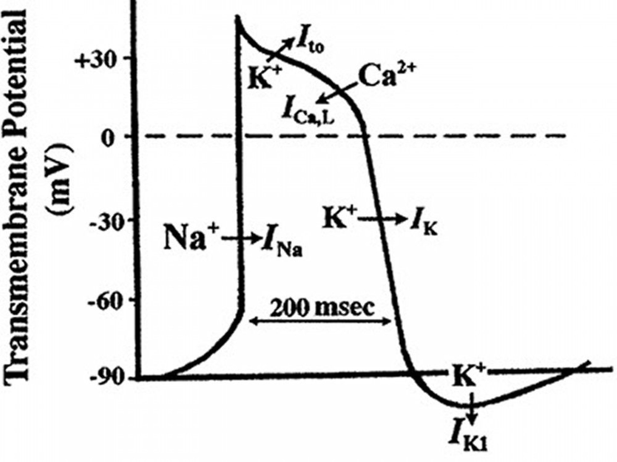 Cardiac Action Potential