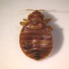 Cimice