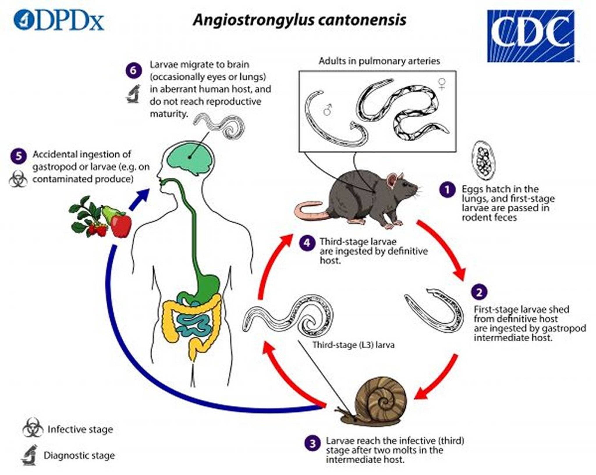 Ciclo vital de <i >Angiostrongylus</i>
