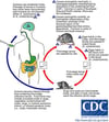 Ciclo di vita di Angiostrongylus cantonensis