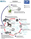 Anisakis Life Cycle