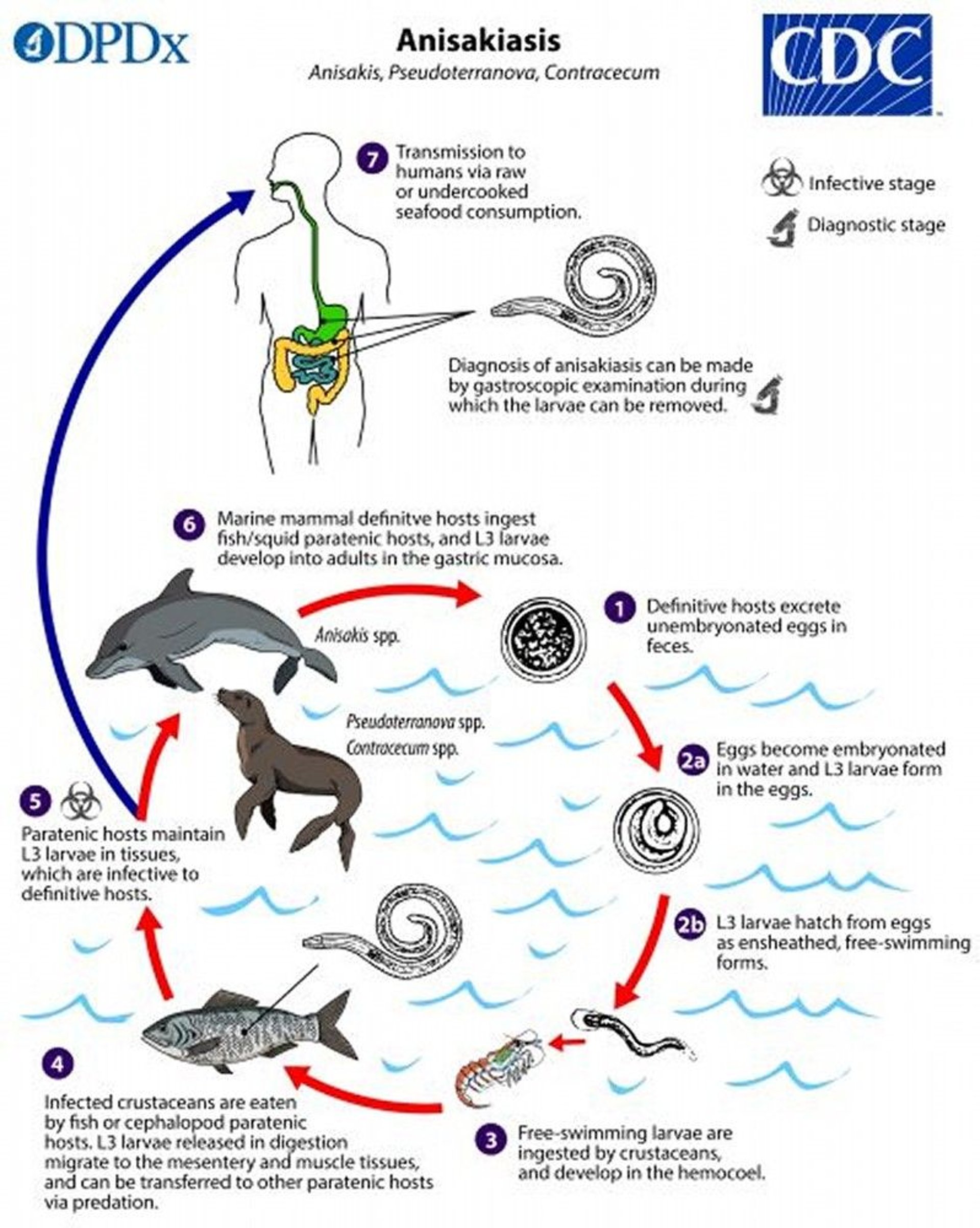 <i >Anisakis</i> Life Cycle