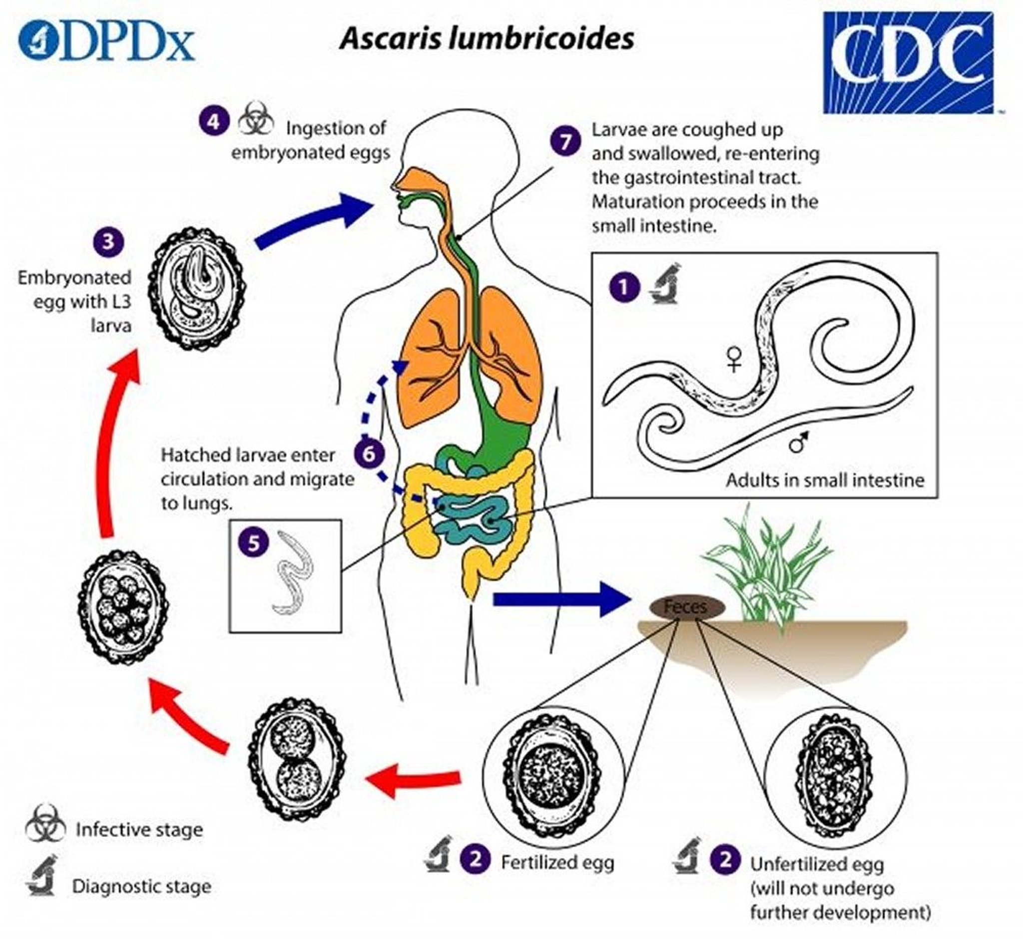 <i >Ascaris lumbricoides</i> Life Cycle