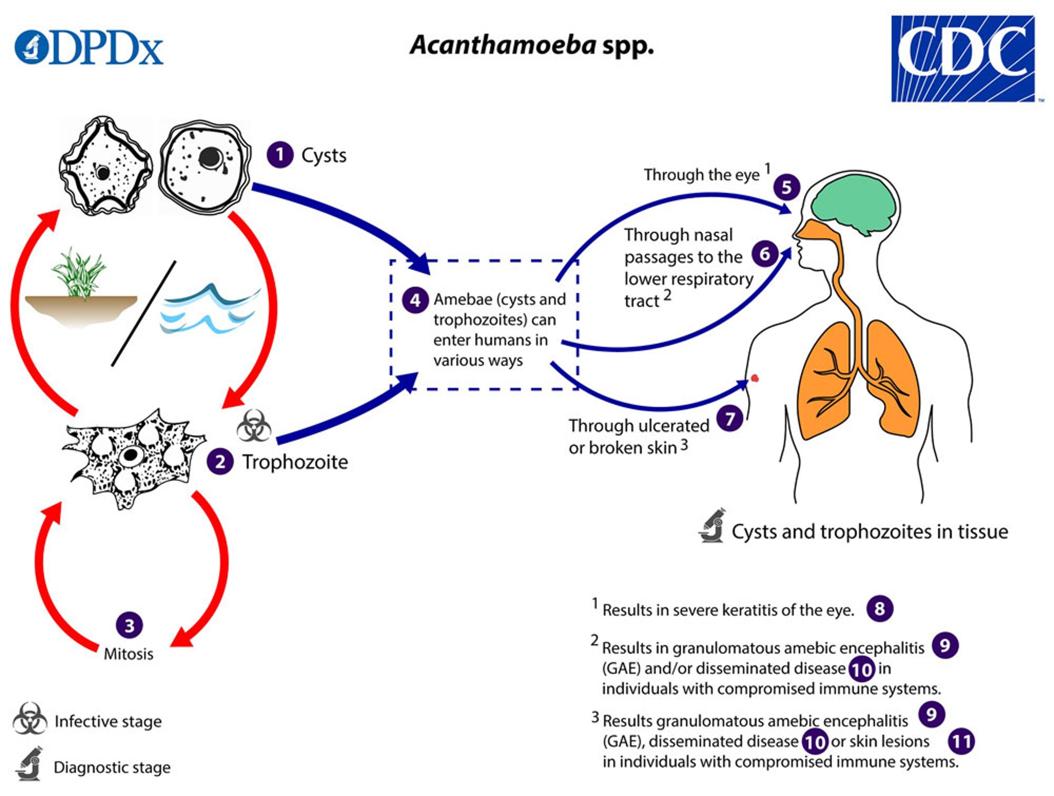 <i >Acanthamoeba</i> Life Cycle