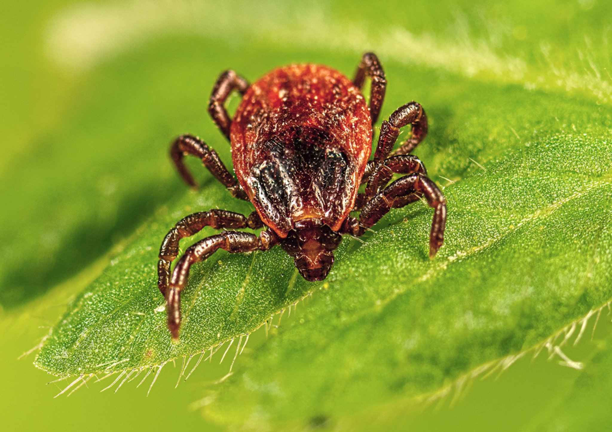 <i >Rhipicephalus sanguineus</i> (Brown Dog Tick)