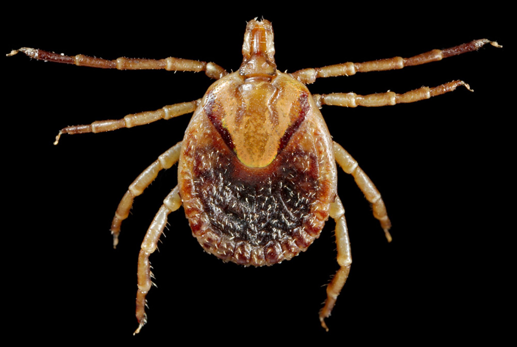 <i >Amblyomma cajennense</i> (Cayenne Tick)