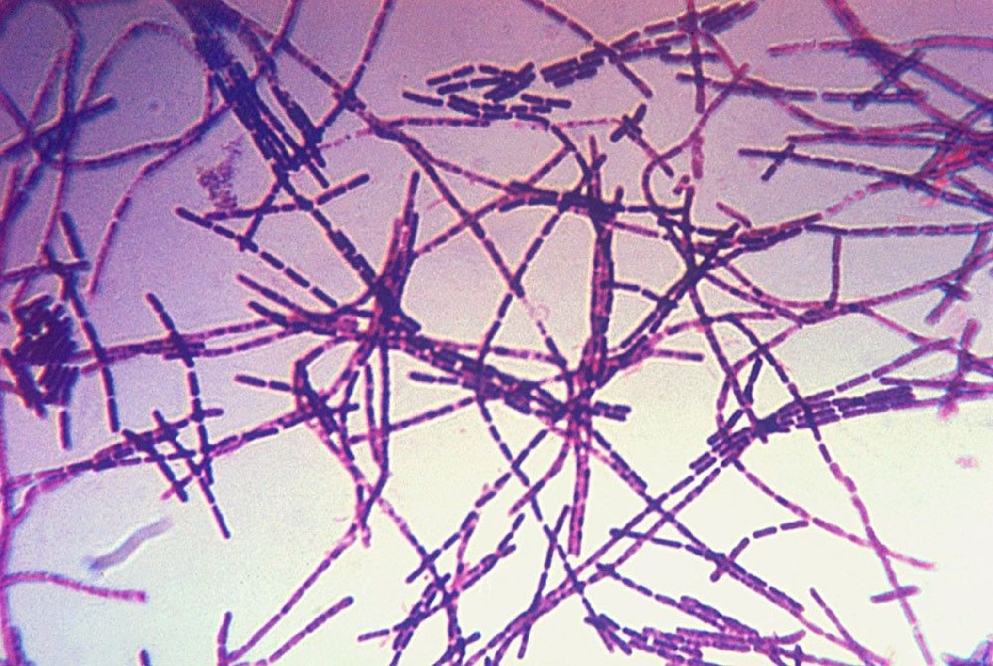 <i >Bacillus anthracis</i>