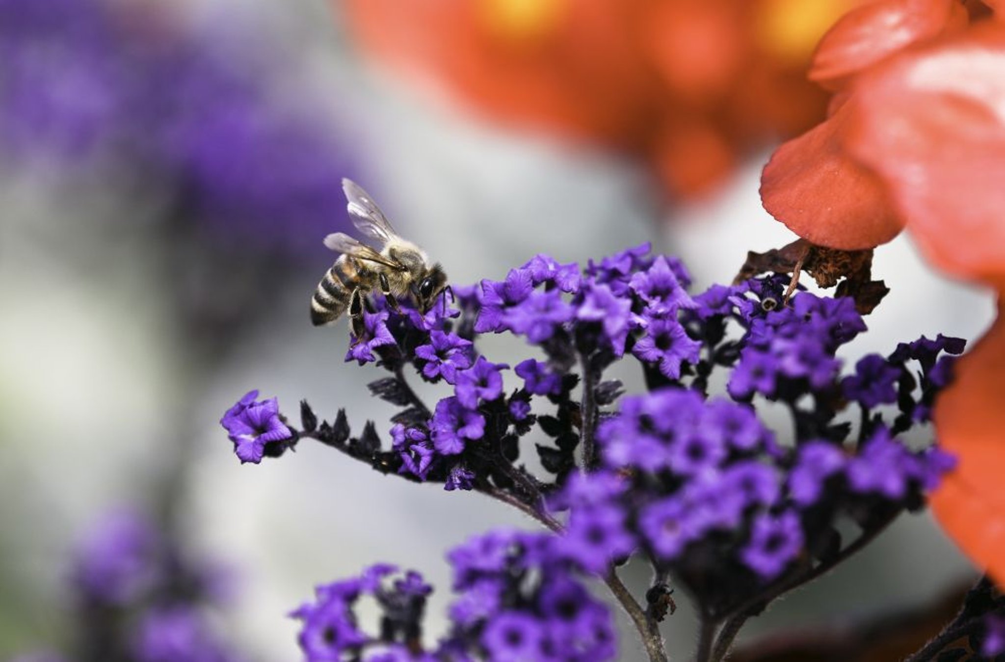 Abeja reina