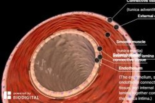 biodigital-artery-cross-section-pv-sized_es