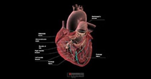 biodigital-cardiac-conduction-new-pv-sized