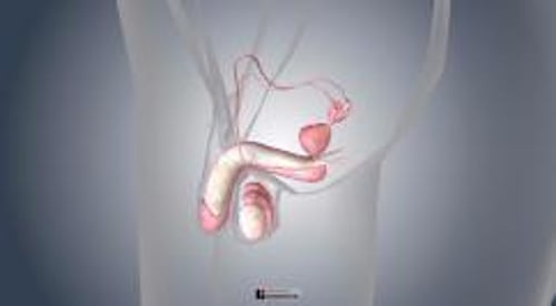 biodigital-male-reproductive-system-new-pv-sized_fr