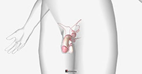 biodigital-male-reproductive-system-new-pv-sized_it