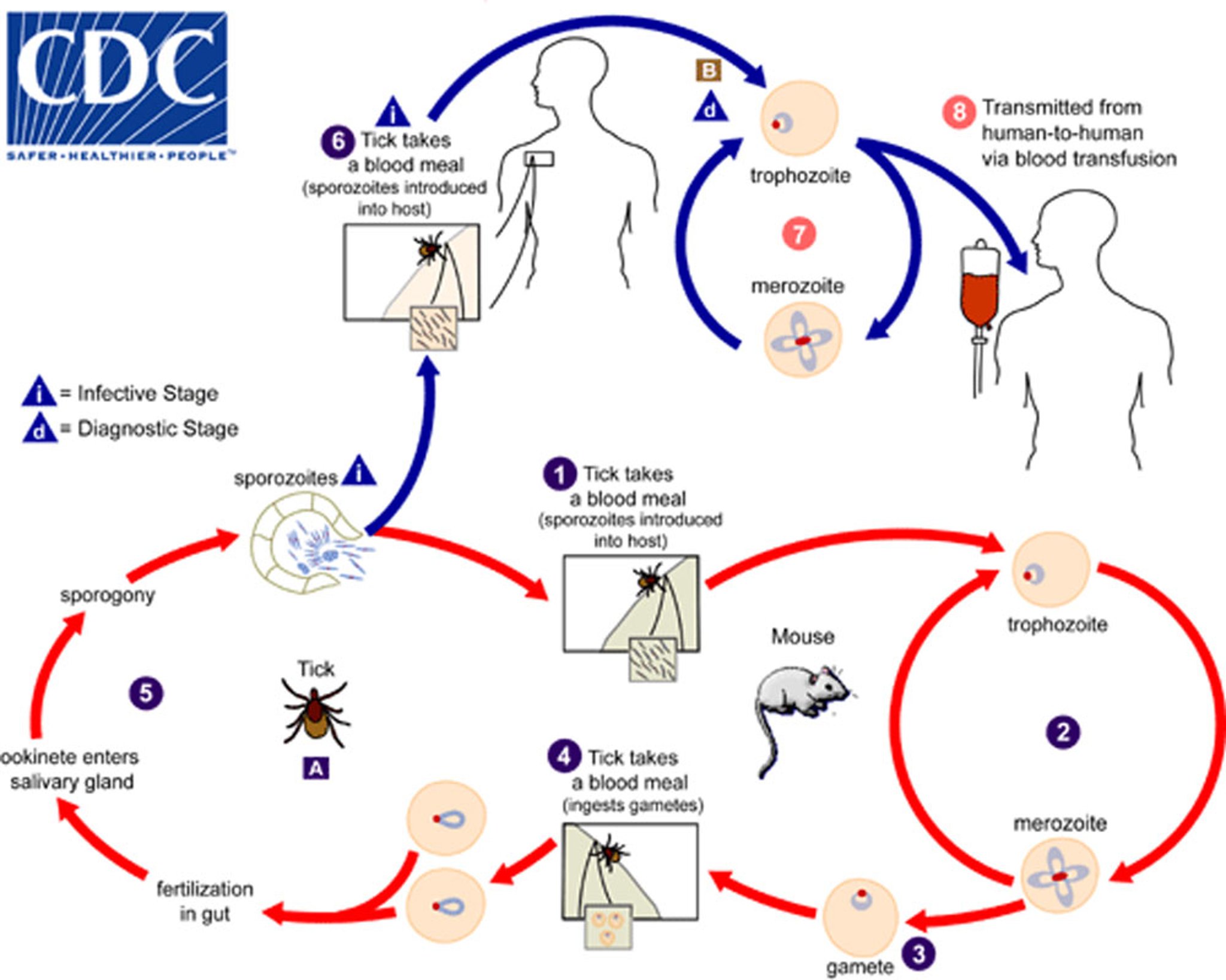 <i >Babesia microti</i> Life Cycle