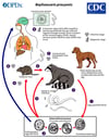 Ciclo vital de Baylisascaris procyonis