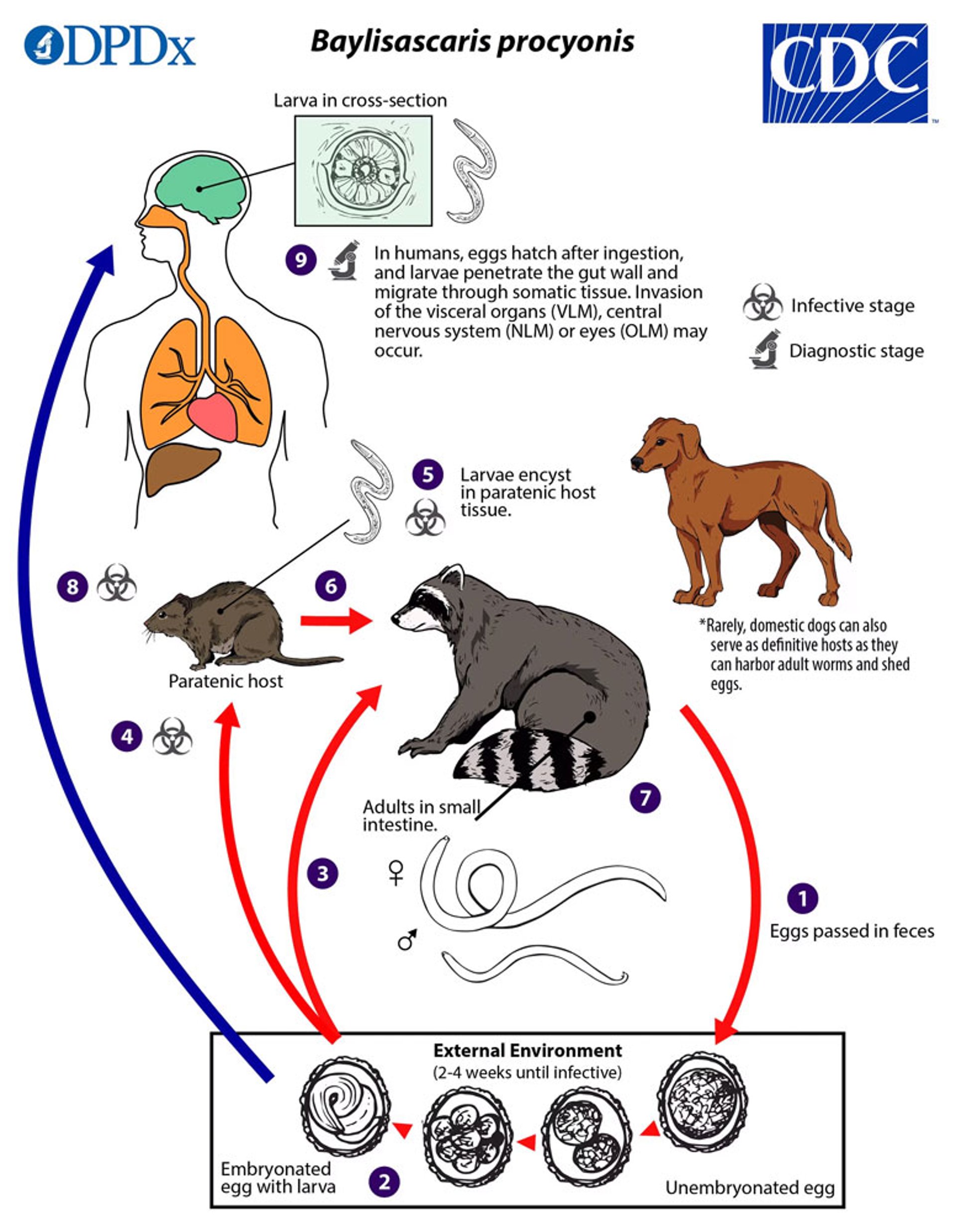 Ciclo vital de <i >Baylisascaris procyonis</i>