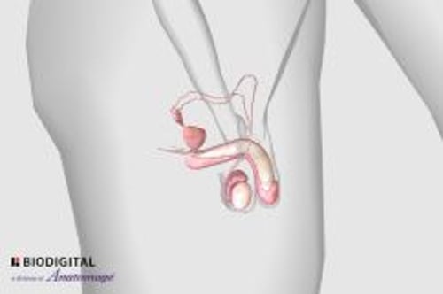 biodigital-male-reproductive-side-pv-sized_fr
