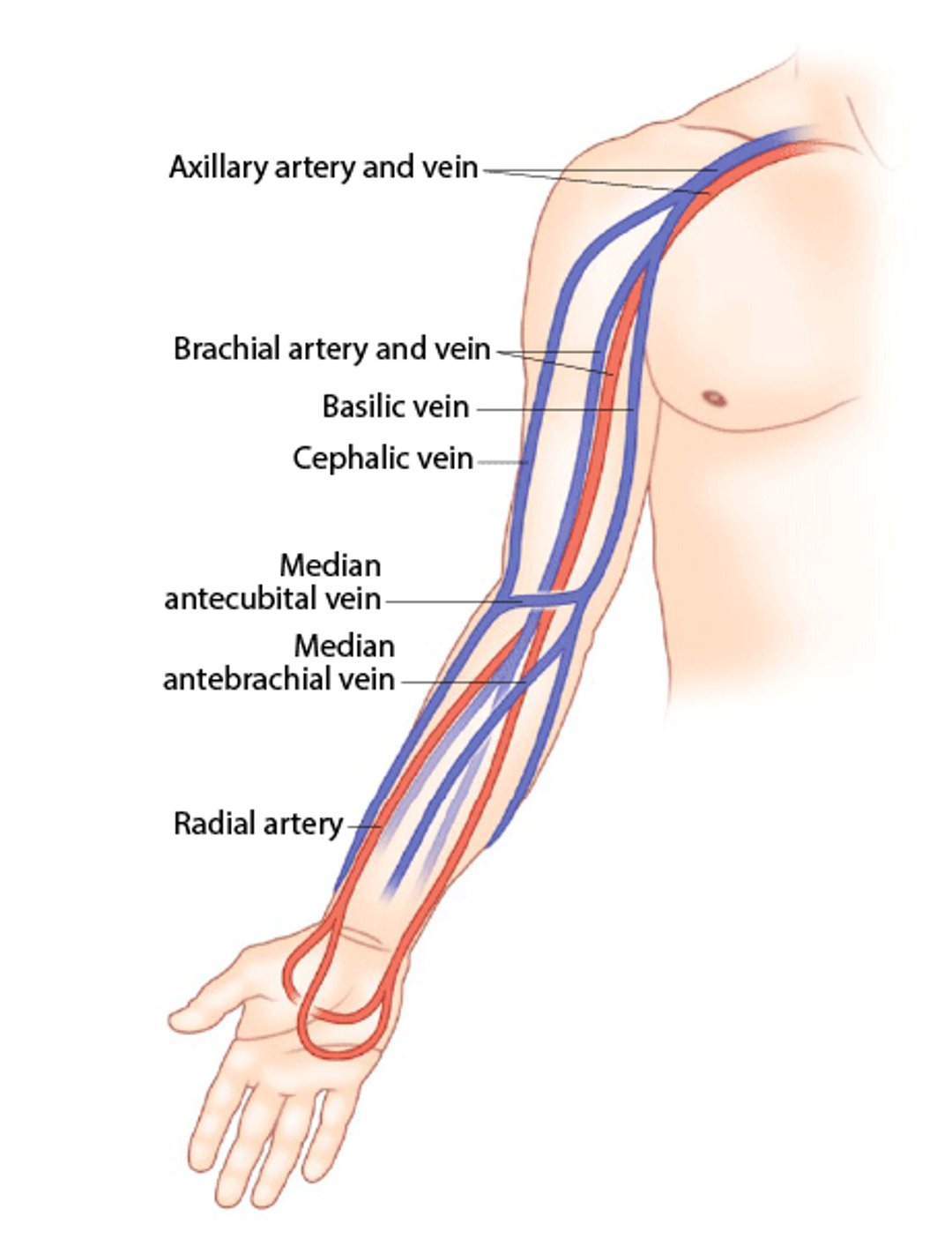 Arterial and Venous Anatomy