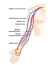 Anatomie artérielle et veineuse